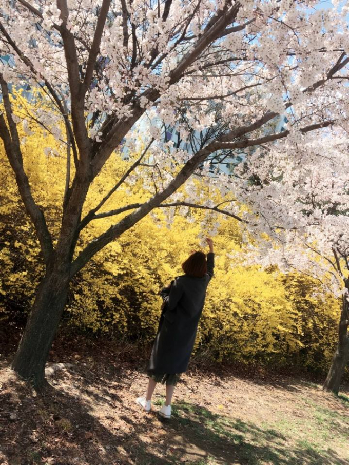 M&atilde;n nh&atilde;n ngắm hoa anh đ&agrave;o rực trời Nhật Bản, H&agrave;n Quốc