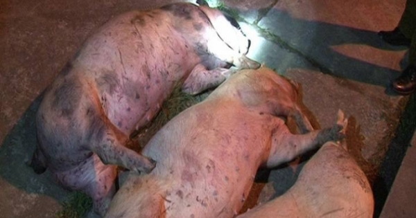 Lạng Sơn: Đưa lợn chết không "xuất khẩu" được trở về nội địa