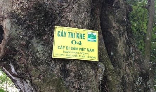 Phong danh hiệu “cây di sản”: Nên dừng khi “bên có cây không biết giữ”