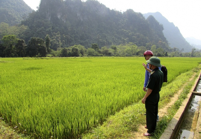 Ruộng l&uacute;a của b&agrave; con người Rục.