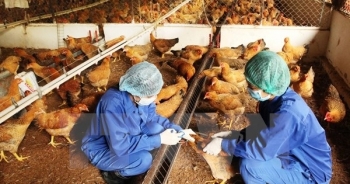 Vĩnh Long tiếp tục có ổ dịch cúm gia cầm mới