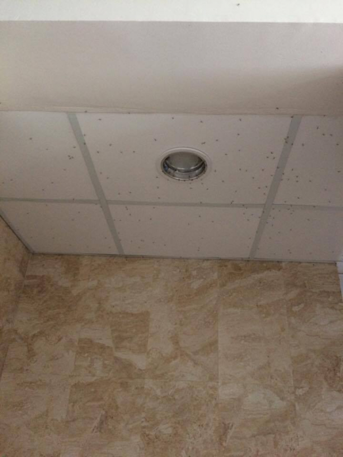 Kh&ocirc;ng chỉ c&oacute; chuột, muỗi d&aacute;n vẫn thường xuy&ecirc;n xuất hiện trong nh&agrave; bếp. Ảnh: phụ huynh cung cấp.