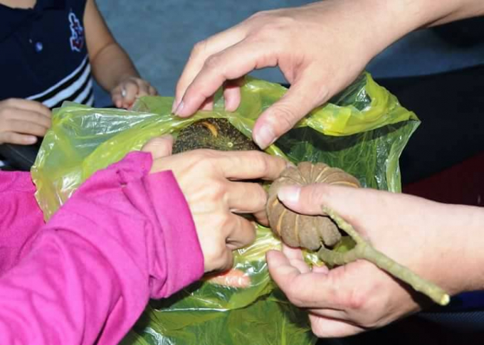 Qủa ng&ocirc; đồng m&agrave; c&aacute;c học sinh đ&atilde; ăn dẫn đến việc bị ngộ độc.