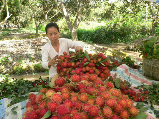 Một số &iacute;t nh&agrave; vườn hiện c&ograve;n ch&ocirc;m ch&ocirc;m, b&aacute;n được gi&aacute; rất cao. Ảnh: Phương Nam.