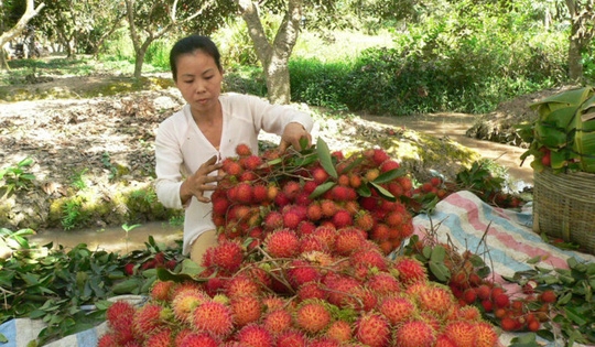 Dừa, chôm chôm sốt giá