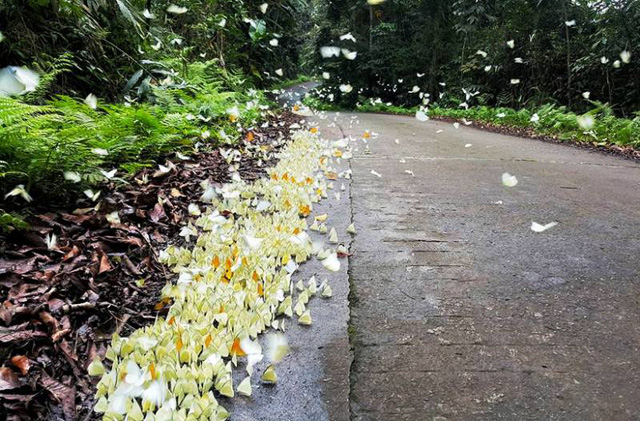 H&agrave;ng ngh&igrave;n con bướm bay ngập tr&agrave;n khắp c&aacute;c lối đi, tạo th&agrave;nh bức tranh thi&ecirc;n độc đ&aacute;o giữa thi&ecirc;n nhi&ecirc;n m&agrave; kh&ocirc;ng đ&acirc;u c&oacute; được. (ảnh FB Ninh B&igrave;nh)