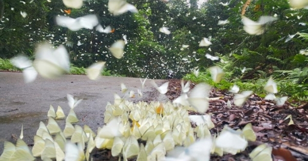 Kỳ lạ: Hàng triệu cánh bướm lộng lẫy trong vườn quốc gia Cúc Phương