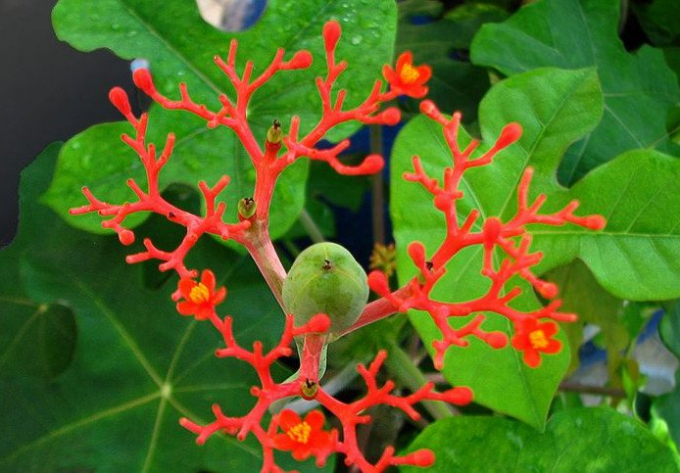 C&acirc;y ng&ocirc; đồng.