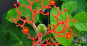 Bộ Y tế khuyến cáo chặt bỏ cây ngô đồng trong trường học