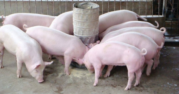 Thịt heo mất giá: Nhìn vào “lỗ hổng” chuỗi liên kết trong nông nghiệp