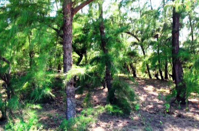 Những vạt rừng c&ograve;n s&oacute;t lại trong tổng số 115 ha rừng phi lao m&agrave; tỉnh Ph&uacute; Y&ecirc;n giao cho doanh nghiệp t&agrave;n ph&aacute;.