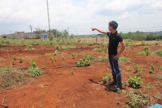 Kẻ gian đ&atilde; chặt hơn 200 gốc bơ non.