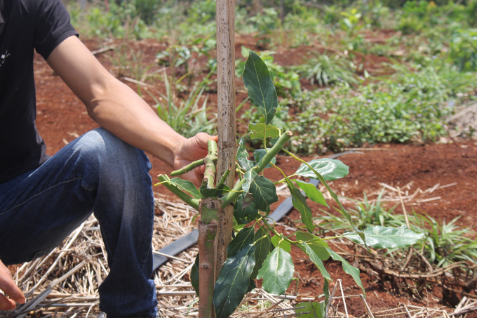 Những chồi non đều kh&ocirc;ng ph&aacute;t triển g&acirc;y thiệt hại kinh tế cho gia đ&igrave;nh