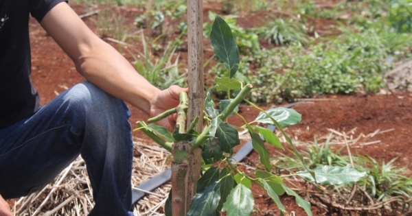 Gia Lai: Công an Thị trấn Ia Kha không cảnh giác để đối tượng trộm cắp bỏ trốn