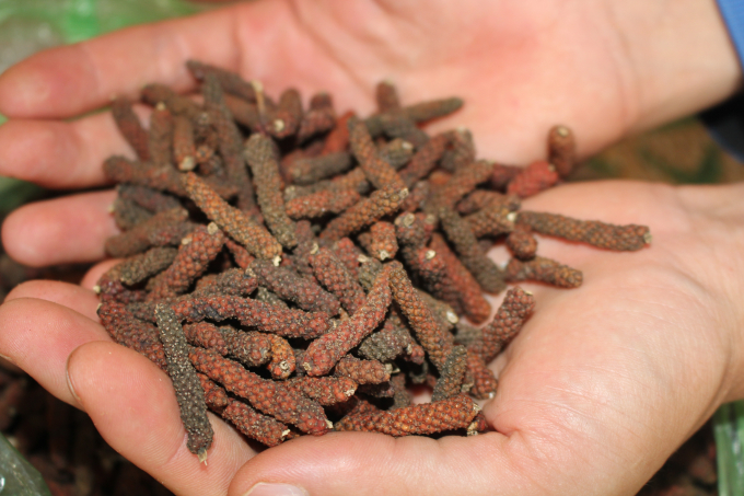 Ti&ecirc;u Lốt của b&agrave; con n&ocirc;ng d&acirc;n đ&atilde; thu hoạch nhưng kh&ocirc;ng biết b&aacute;n cho ai.