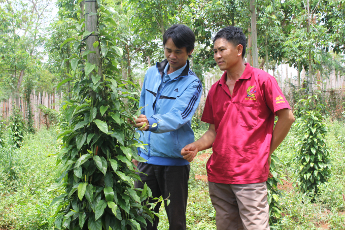 Anh: Nguyễn Đức Trọng b&ecirc;n vườn Ti&ecirc;u Lốt trồng thử nghiệm của HTX&nbsp;