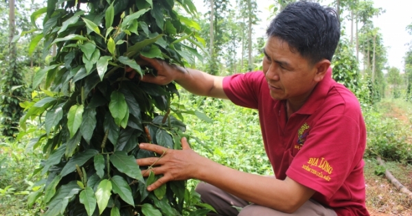 Gia Lai: Nông dân đua nhau trồng hồ tiêu “lạ”