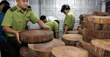 Hà Giang: Khởi tố, bắt tạm giam chủ xưởng chế biến gỗ cất giấu thớt nghiến không rõ nguồn gốc