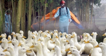 Ghi nhận thêm ổ dịch cúm gia cầm mới tại Đắk Lắk