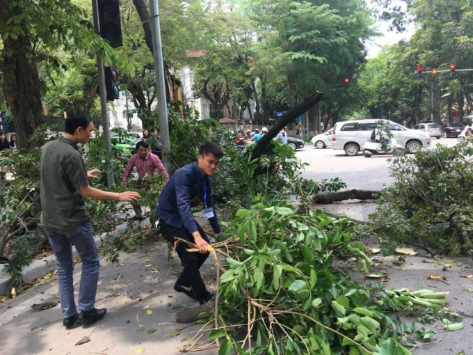 D&ograve;ng người chờ đ&egrave;n đỏ một c&acirc;y xanh bất ngờ đổ chắn ngang đường