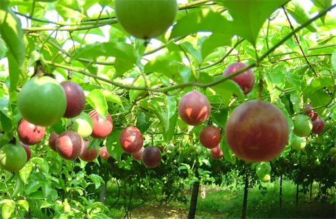 Đẩy mạnh ph&aacute;t triển trồng c&acirc;y chanh leo, hướng đi mới của người d&acirc;n Bắc Kạn.