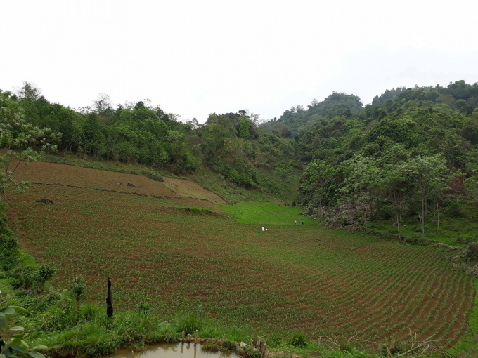 Hiện nay một số diện t&iacute;ch quy hoạch trồng chanh leo đ&atilde; được người d&acirc;n đ&atilde; trồng ng&ocirc; v&agrave; c&aacute;c c&acirc;y m&agrave;u kh&aacute;c n&ecirc;n việc triển khai c&ograve;n chậm.