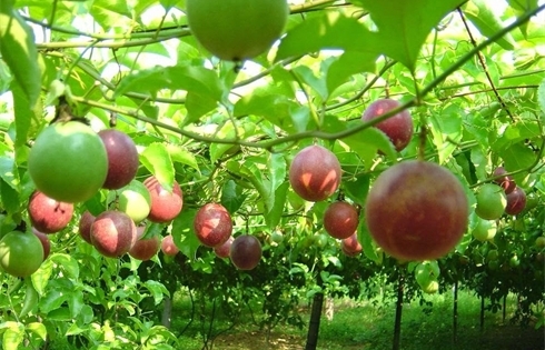 Hướng thoát nghèo mới cho nông dân Bắc Kạn