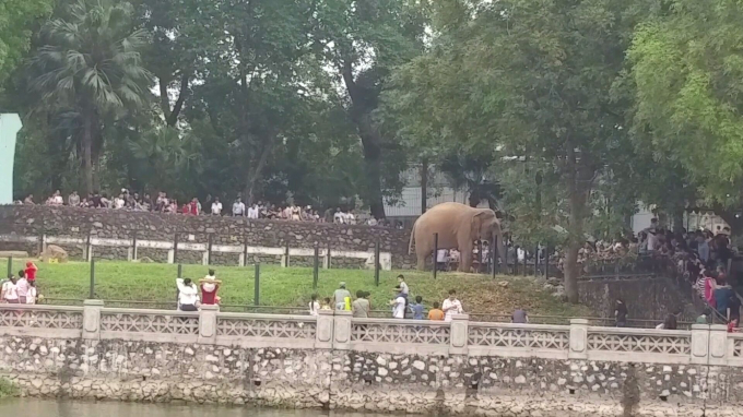 Người lớn, trẻ nhỏ quan s&aacute;t c&aacute;c con vật từ ngo&agrave;i h&agrave;ng r&agrave;o tỏ vẻ th&iacute;ch th&uacute;.