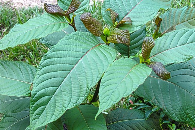 C&acirc;y kratom thuộc họ c&agrave; ph&ecirc;. Ảnh: ITN