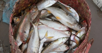 Photo - Làng chài Đằng Châu tất bật mùa cá mòi