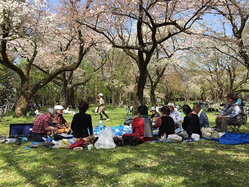 Ng&acirc;y ngất với sắc hoa anh đ&agrave;o tại Nhật Bản