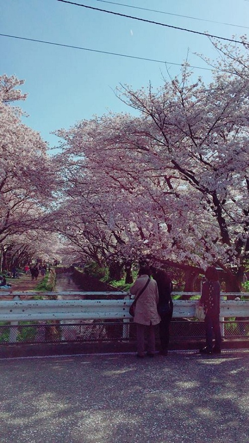 Ng&acirc;y ngất với sắc hoa anh đ&agrave;o tại Nhật Bản