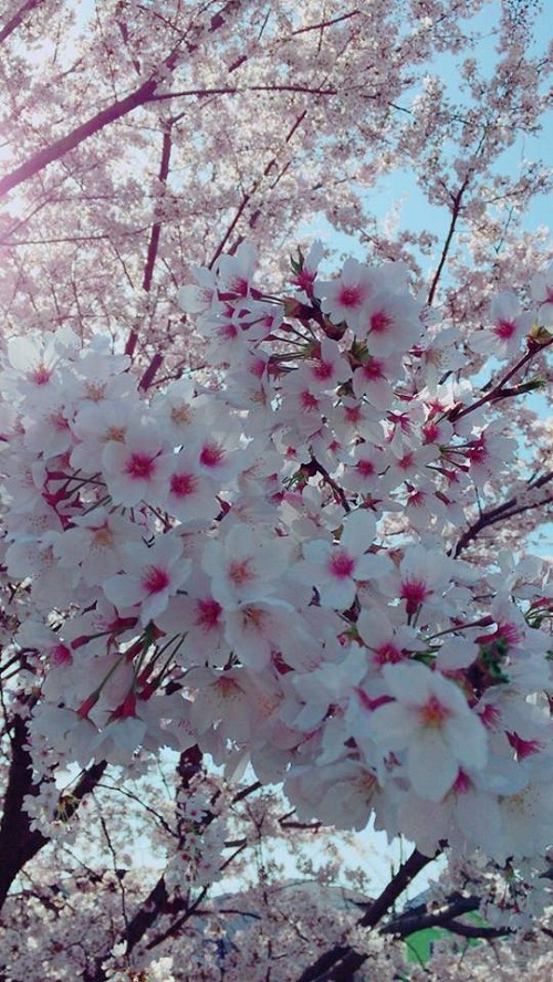 Ng&acirc;y ngất với sắc hoa anh đ&agrave;o tại Nhật Bản