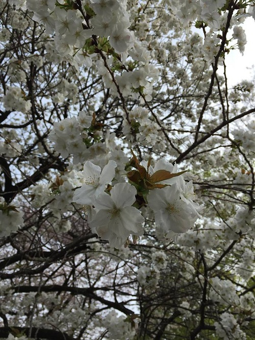 Ng&acirc;y ngất với sắc hoa anh đ&agrave;o tại Nhật Bản