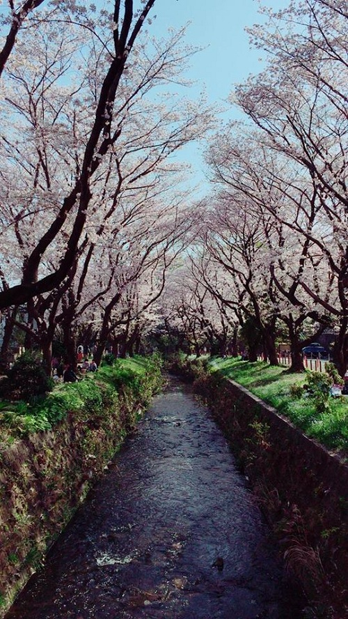 Ng&acirc;y ngất với sắc hoa anh đ&agrave;o tại Nhật Bản