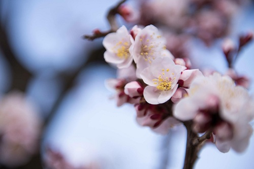 ...hay m&agrave;u hồng phấn đều khiến người khắm thổn thức.