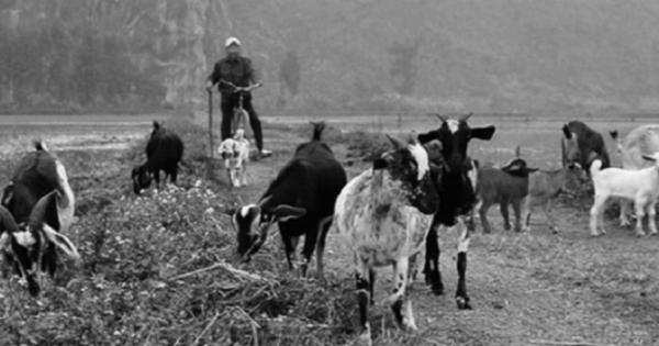 Chàng trai quê Ninh Bình trở thành "ác quỷ" từ ngày mất đàn dê