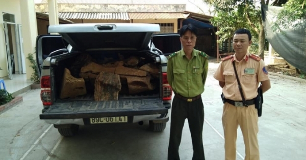 Bắt xe bán tải chở nửa tấn gỗ Bách Xanh lậu đi tiêu thụ