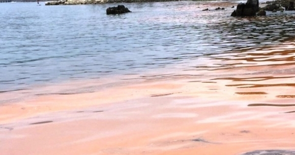 Xuất hiện “Thủy triều đỏ” ở vùng biển Quảng Bình