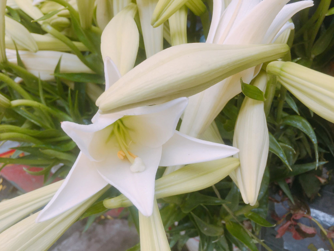 Những ng&agrave;y th&aacute;ng 4 tr&ecirc;n nhiều tuyến phố H&agrave; Nội ngập tr&agrave;n lo&agrave;i hoa b&aacute;o h&egrave;.