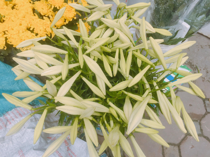 Lo&agrave;i hoa n&agrave;y rất