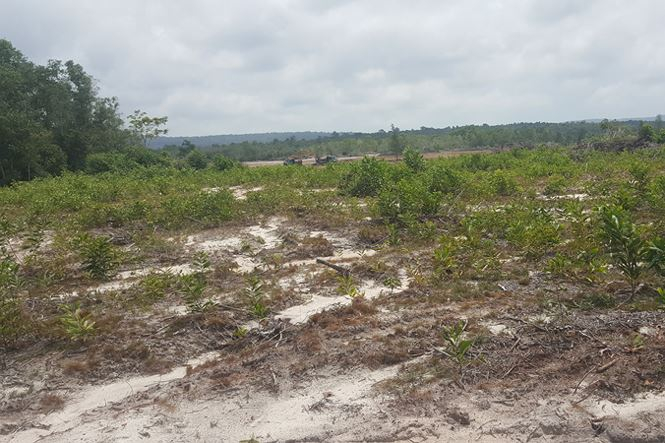 L&ocirc; đất hơn 4.000m2&nbsp;tại ấp 2, x&atilde; Cửa Cạn l&agrave; đất rừng Vườn Quốc gia Ph&uacute; Quốc quản l&yacute;, vừa được sang nhượng 5 tỷ đồng.