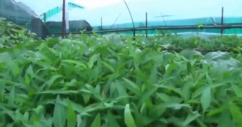 Tái thiết mảng xanh trên quần đảo Trường Sa sau thiên tai