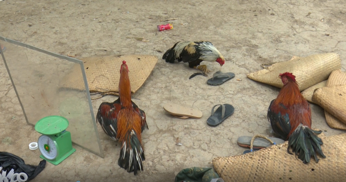 An Giang: Bắt quả tang 27 đối tượng đ&aacute;nh bạc dưới h&igrave;nh thức đ&aacute; g&agrave;