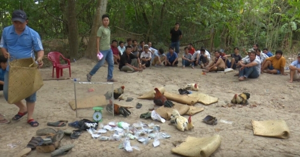 An Giang: Bắt quả tang 27 đối tượng đánh bạc dưới hình thức đá gà