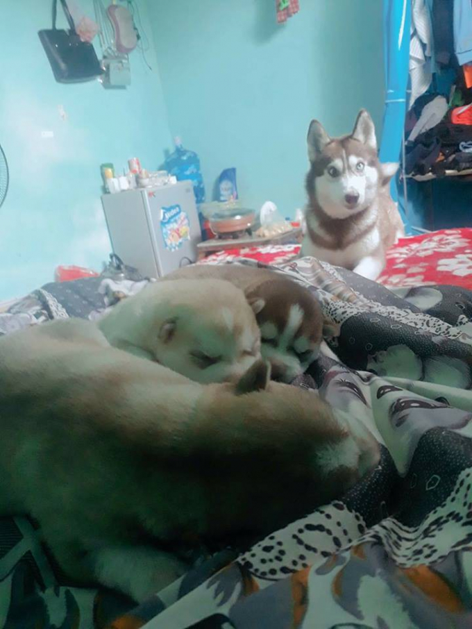 Ch&uacute; Husky mẹ v&agrave; 3 ch&uacute; Husky con - Ảnh: FBNV&nbsp;