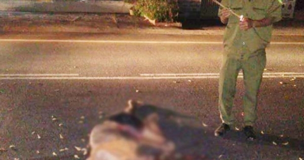 Lâm Đồng: Truy tìm phương tiện gây tai nạn chết người lúc rạng sáng