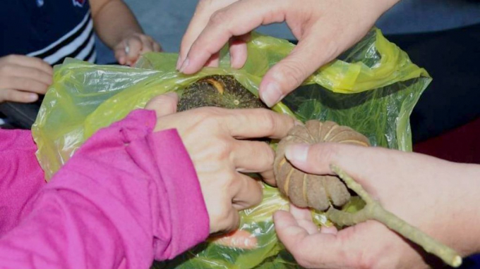 Hạt quả ng&ocirc; đồng chứa độc (ảnh minh họa)