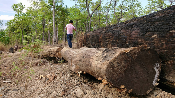 Nhiều c&acirc;y gỗ lớn nằm ngổn ngang quanh l&aacute;n trại của 'Phượng &ldquo;r&acirc;u''.