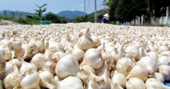 Lý Sơn Nỗ Lực Bảo Vệ Thương Hiệu Tỏi